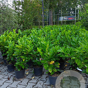 Prunus I. 'Rotundifolia' 60-80 cm 5,0L
