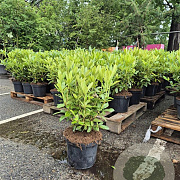 Rhododendron 'Cunningham's White' 60-80 cm 10L
