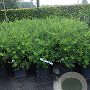Spiraea cinerea 'Grefsheim' 40-60 cm 5,0L