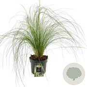 Stipa tenuissima 'Ponytails' GMC1