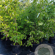 Tilia cordata 175-200 cm 35L