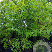 Tilia cordata 175-200 cm 35L
