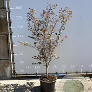 Acer pal. 'Atropurpureum' 175-200 cm 35L