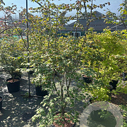 Acer pal. 'Osakazuki' 150-175 cm 35L