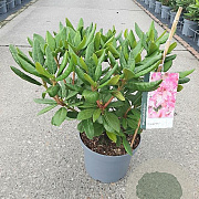 Rhododendron 'Cosmopolitan' 30-40 cm 5,0L