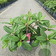 Rhododendron 'Germania' 30-40 cm 5,0L