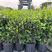 Viburnum tinus 80-100 cm 20L