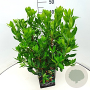 Arbutus unedo 'Compacta' 40-50 cm 10L