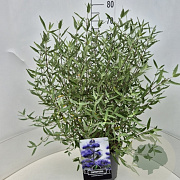 Caryopteris cland. 'Heavenly Blue' 40-60 cm 10L