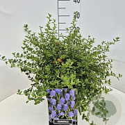 Ceanothus thyrsiflorus repens 40-50 cm 10L