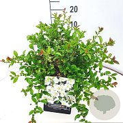 Chaenomeles sup. 'Jet Trail' 40-50 cm 10L