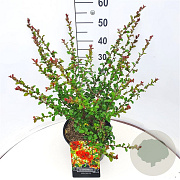Chaenomeles sup. 'Orange Trail' 40-50 cm 10L