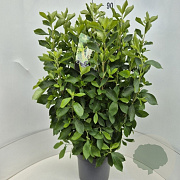 Clethra alnifolia 80 cm 10L
