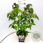 Clerodendrum trichotomum fargesii 80-100 cm 10L