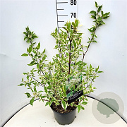 Cornus alba 'Sibirica Variegata' 60 cm 10L