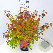 Cornus sang. 'Anny's Winter Orange' 40-50 cm 10L