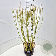 Cornus sericea 'Flaviramea' 60-80 cm 10L
