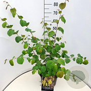Corylopsis sin. 'Spring Purple' 60-80 cm 10L