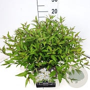 Deutzia gracilis 'Nikko' 30-40 cm 10L