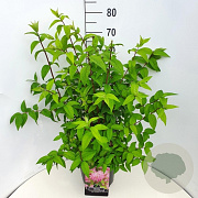 Deutzia hybrida 'Strawberry Fields' 60-80 cm 10L