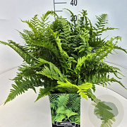 Dryopteris filix-mas 40 cm 10L