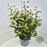 Elaeagnus ebb. 'Compacta' 50-60 cm 20L