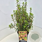 Enkianthus camp. 'Red Bells' 50-60 cm 20L