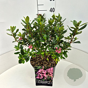 Escallonia laevis Pink Elle 40-50 cm 10L