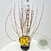 Forsythia int. Minigold 60-80 cm 10L