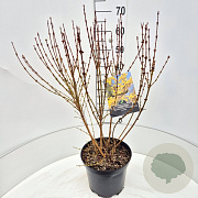 Forsythia int. 'Spectabilis' 60-80 cm 10L