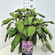 Hydrangea asp. sargentiana 50-60 cm 20L