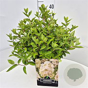 Hydrangea pan. 'Grandiflora' 30-40 cm 10L