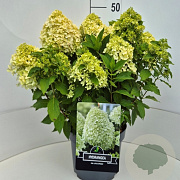 Hydrangea pan. Little Spooky 40-50 cm 10L