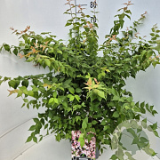 Kolkwitzia amabilis 60-80 cm 10L