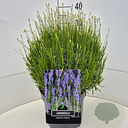 Lavandula ang. 'Munstead' 40 cm 10L bol