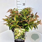 Leucothoe keiskei 'Royal Ruby' 30-35 cm 10L