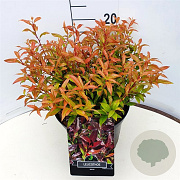 Leucothoe 'Zeblid' 30-35 cm 10L