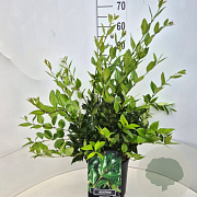 Ligustrum lucidum 50-60 cm 6,5L