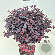 Loropetalum c. Rouge de la Majorie 30-40 cm 10L