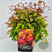 Nandina d. Blush Pink 30-35 cm 10L