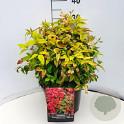 Nandina d. 'Firepower' 30-35 cm 10L