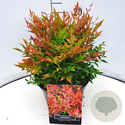 Nandina d. 'Gulf Stream' 30-35 cm 10L