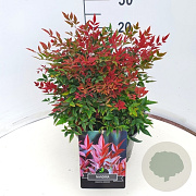 Nandina d. Obsessed 30-35 cm 10L