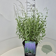 Perovskia 'Blue Haze' 50-60 cm 20L