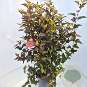 Physocarpus opulif. Diable d'Or 80-100 cm 10L