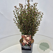 Physocarpus opulif. Little Devil 60-80 cm 10L