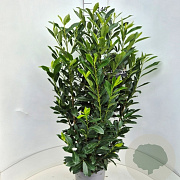 Prunus l. Elly 120-140 cm 10L