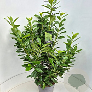 Prunus l. 'Novita' 100-120 cm 10L