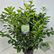 Prunus l. 'Novita' 120-140 cm 15L