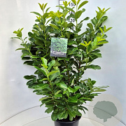 Prunus I. 'Rotundifolia' 140-150 cm 15L